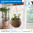 Suculenta Artificial Colgante Oslo